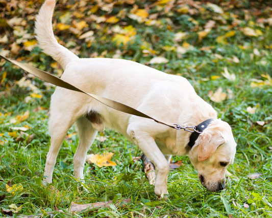 Gras zum Frühstück oder warum Hunde diese grüne Mahlzeit lieben