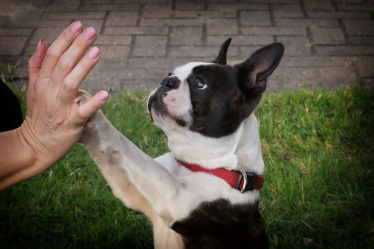 Boston Terrier: Alles über den 'Amerikanischen Gentleman'