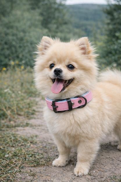 Tierluxe Klassiker - Premium Leder Hundehalsband