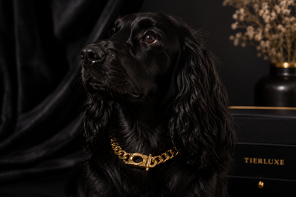 Luxus Hundehalsband Tierluxe Royal Chain – Goldene Edelstahlkette für Hunde